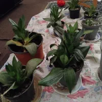 گلهای آپارتمانی|گل و گیاه طبیعی|رشت, لاکان|دیوار