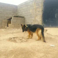 ژرمن شپرد ماده اصیل|سگ|صوفیان, |دیوار