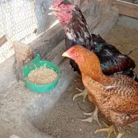 خروس و مرغ لاری|حیوانات مزرعه|شفت, |دیوار