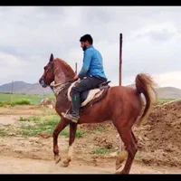 اسب نریان|حیوانات مزرعه|شیراز, قلات|دیوار