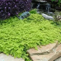 طراحی و اجرای فضای سبز