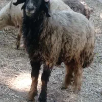 نرمیش|حیوانات مزرعه|صمصامی, |دیوار