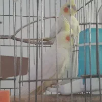 عروس هلندی|پرنده|اسلام‌شهر, شهرک محمدیه|دیوار