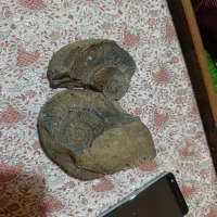 فسیل|کلکسیون اشیاء عتیقه|پردیس, فاز ۱|دیوار