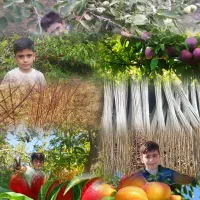 فروش ویژه نهال صنوبر ومیوه