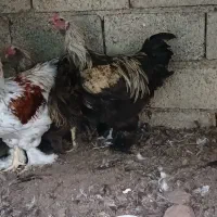 خروس برهما اصل|حیوانات مزرعه|قائم‌شهر, |دیوار