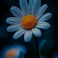 استخدام تمیزکار و مادریار