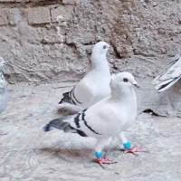 دورگ و رنگی