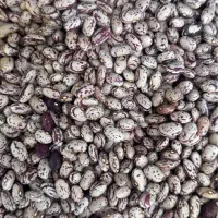 لوبیا چیتی ازبک