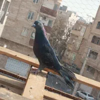 کفتر|پرنده|مشکین‌دشت, |دیوار