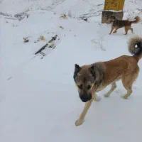 سگ عراقی|سگ|سلماس, |دیوار