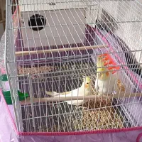 عروس هلندی جفتگاه