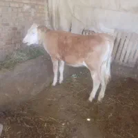 گوساله ماده سمینتال مونت بیلیارد