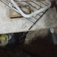 فنج وعروس لوتینو وعروس هلندی|پرنده|تبریز, |دیوار