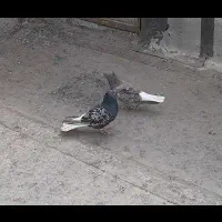 کبوتر هفرنگ دم سفید یک جفت