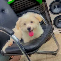 سگ مالتیز کراس عروسکی|سگ|فردوس (خراسان), |دیوار