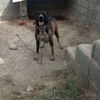 توله سگ|سگ|نسیم‌شهر, |دیوار