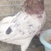 کفترپرشی صاف پروبازیکن(همراه باارسال)