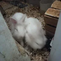 لوپ ماده باردار|موش و خرگوش|فردیس, شهرک وحدت|دیوار