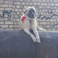 فروش ۵تادلبر روزگاری همچی تموم