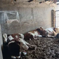 گوساله نر شرابی اماده پروار