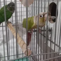 گیربنچیک مولد|پرنده|مشکین‌دشت, |دیوار