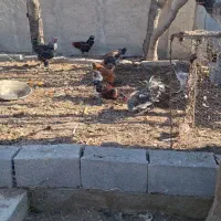 فروش خروس نژاد دارجنگی