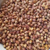 ۵۰کیلو قصب تازه درشت نرم  کیلو ۱۳۰