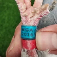 کبوترعربستان ماده