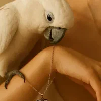 لوازم پرنده قفس غذا پلت اسباب بازی لانه  لباس