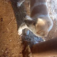 توله نر|سگ|سیلوانه, |دیوار