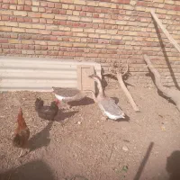 غاز درجه یک