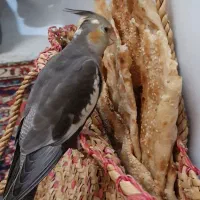 عروس هلندی گم شده