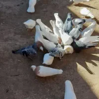 طوقی|پرنده|سبزوار, عارف|دیوار