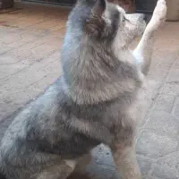 توله هاسکی|سگ|تهران, والفجر (افسریه)|دیوار