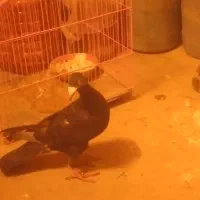 کبوتربغدادی|پرنده|نیشابور, دهنو|دیوار