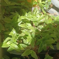 انواع گل و کاکتوس