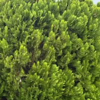 فروش سرو خمرهای ، درختچههای زینتی|گل و گیاه طبیعی|سرخرود, |دیوار