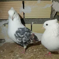 ...|پرنده|چگنی, |دیوار