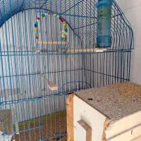 مرغ عشق های مولد با قفس|پرنده|سقز, |دیوار