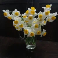 پیاز گل نرگس