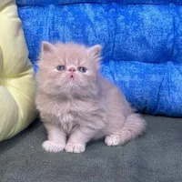 پشمکای خوشگل|گربه|یزد, |دیوار