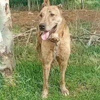 واگذاری توله افغان رخ گوسفندی