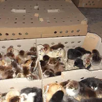 جوجه محلی یک روزه نژاد گلپایگان اصلاح نژاد شده|حیوانات مزرعه|ساری, |دیوار