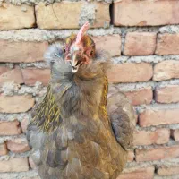 تخم نطفه دار مارانس مرندی گلین سلطان زابلی
