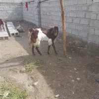 فروش نری  عالی|حیوانات مزرعه|میناب, |دیوار