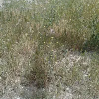 زمین-تجاری-شهرک-آزادگان