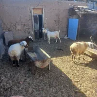 بره ماده سبک وزن|حیوانات مزرعه|درمیان, |دیوار