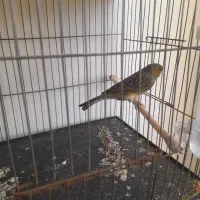 قناری قرص سره خاکی|پرنده|هشتگرد, فاز ۲ مهستان|دیوار