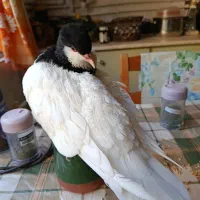 پرنده گمشده